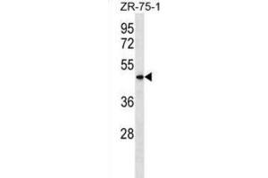 Western Blotting (WB) image for anti-Vomeronasal 1 Receptor 5 (VN1R5) antibody (ABIN3000073)
