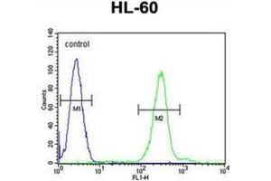 Flow cytometric analysis of HL-60 cells using PLA2G2C Antibody (C-term) Cat. (PLA2G2C anticorps  (C-Term))