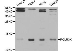 Western blot analysis of extracts of various cell lines, using POLR3K antibody (ABIN5973865) at 1/1000 dilution. (POLR3K anticorps)