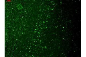 Immunohistochemistry analysis using Mouse Anti-TrpM7 Monoclonal Antibody, Clone S74-25 .