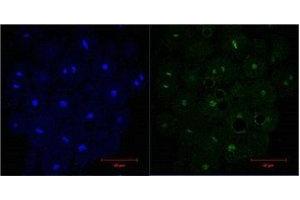 IF analysis of Hela, diluted at 1:200. (Histone 3 anticorps)