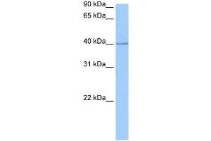 SP6 antibody used at 0. (SP6 anticorps  (C-Term))