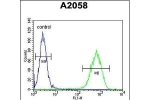 C6orf70 Antibody (Center) (ABIN654987 and ABIN2844625) flow cytometric analysis of  cells (right histogram) compared to a negative control cell (left histogram). (C6orf70 anticorps  (AA 346-375))