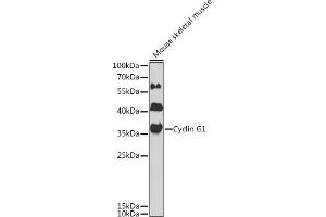 Western blot analysis of extracts of mouse skeletal muscle, using Cyclin G1 antibody  at 1:1000 dilution.