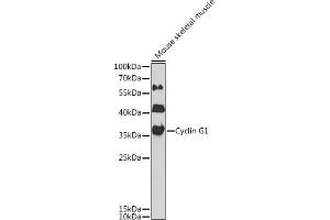 Western blot analysis of extracts of mouse skeletal muscle, using Cyclin G1 antibody  at 1:1000 dilution. (Cyclin G1 anticorps  (AA 1-295))