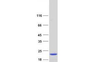 Validation with Western Blot (FIL1d Protein (Transcript Variant 2) (Myc-DYKDDDDK Tag))