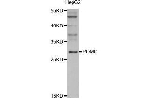 Western blot analysis of extracts of HepG2 cell line, using POMC antibody.