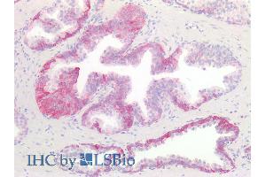 ABIN1589992 (10µg/ml) staining of paraffin embedded Human Prostate. (KIT anticorps  (Internal Region))