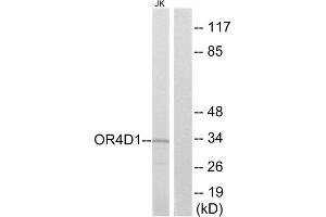 Western blot analysis of extracts from Jurkat cells, using OR4D1 antibody. (OR4D1 anticorps  (C-Term))