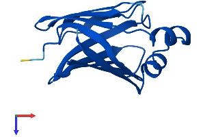 AlphaFold protein structure predicition of Human Recombinant RBP7 Protein, UniprotID Q96R05