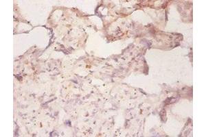 Immunohistochemistry of paraffin-embedded human placenta tissue using ABIN7160310 at dilution of 1:50