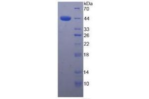 SDS-PAGE of Protein Standard from the Kit (Highly purified E.