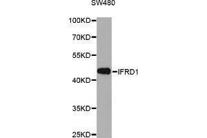 Western blot analysis of extracts of SW480 cells, using IFRD1 antibody. (IFRD1 anticorps)