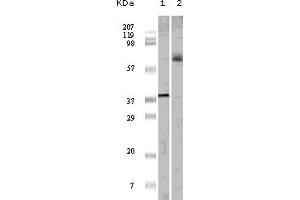 Western Blotting (WB) image for anti-ELK1, Member of ETS Oncogene Family (ELK1) (truncated) antibody (ABIN2464048) (ELK1 anticorps  (truncated))