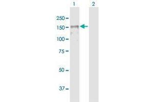 Western Blot analysis of MAGI1 expression in transfected 293T cell line by MAGI1 MaxPab polyclonal antibody.
