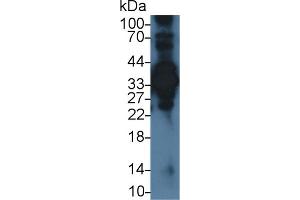 Detection of ANXA4 in Human ECV304 cell lysate using Polyclonal Antibody to Annexin A4 (ANXA4)