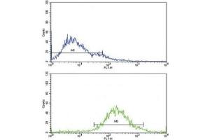 Flow cytometric analysis of Jurkat cells using IGFBP2 antibody (green)