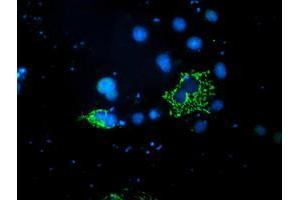 Anti-PDSS2 mouse monoclonal antibody (ABIN2455332) immunofluorescent staining of COS7 cells transiently transfected by pCMV6-ENTRY PDSS2 (RC207892). (PDSS2 anticorps)