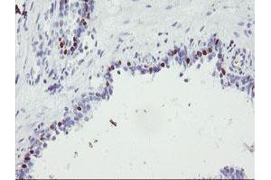 Image no. 1 for anti-Forkhead Box I1 (FOXI1) (AA 111-350) antibody (ABIN1490841) (FOXI1 anticorps  (AA 111-350))