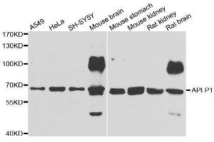 Western blot analysis of extracts of various cell lines, using APLP1 antibody. (APLP1 anticorps  (AA 39-300))