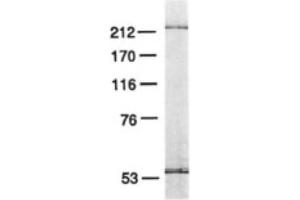Image no. 2 for anti-Polymerase (DNA Directed), epsilon 3 (p17 Subunit) (POLE3) antibody (ABIN363202) (POLE3 anticorps)