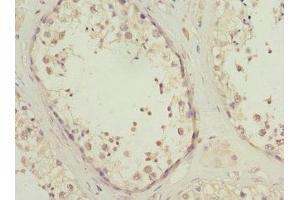 Immunohistochemistry of paraffin-embedded human testis tissue using ABIN7163171 at dilution of 1:100