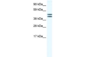 Western Blotting (WB) image for anti-Egl-9 Family Hypoxia Inducible Factor 2 (EGLN2) antibody (ABIN2460964) (PHD1 anticorps)