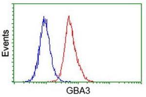 Flow Cytometry (FACS) image for anti-Glucosidase, Beta, Acid 3 (Cytosolic) (GBA3) (AA 1-150), (AA 370-469) antibody (ABIN1490583) (GBA3 anticorps  (AA 1-150, AA 370-469))