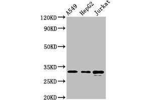 Western Blot Positive WB detected in: A549 whole cell lysate, HepG2 whole cell lysate, Jurkat whole cell lysate All lanes: RALY antibody at 5. (Raly anticorps  (AA 254-306))