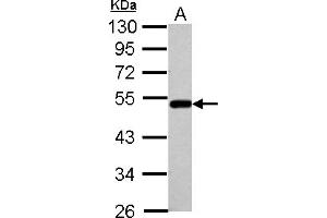 Western Blotting (WB) image for anti-Bleomycin Hydrolase (BLMH) (AA 60-268) antibody (ABIN1496928)