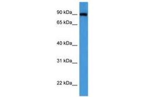 Image no. 1 for anti-Oxysterol Binding Protein (OSBP) (AA 700-749) antibody (ABIN6746779) (OSBP anticorps  (AA 700-749))