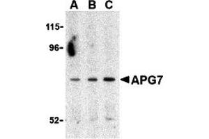 Western Blotting (WB) image for anti-ATG7 Autophagy Related 7 (ATG7) (C-Term) antibody (ABIN1030246) (ATG7 anticorps  (C-Term))