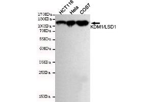 Western blot detection of KDM1/LSD1 in Hela,HC and COS7 cell lysates using KDM1/LSD1 mouse mAb (1:1000 diluted). (LSD1 anticorps)