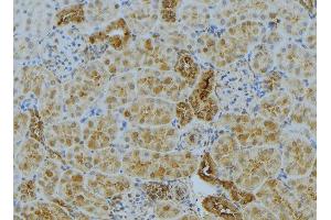 ABIN6272985 at 1/100 staining Mouse kidney tissue by IHC-P. (ACSL4 anticorps  (N-Term))