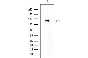 Western blot analysis of lysates from Mouse liver, using TAF1C Mouse Monoclonal Antibody at 1/1000 dilution.