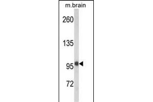 Western blot analysis of VPS53 Antibody (N-term) (ABIN652486 and ABIN2842328) in mouse brain tissue lysates (35 μg/lane). (VPS53 anticorps  (N-Term))