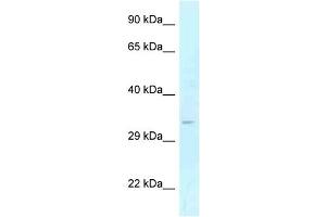 WB Suggested Anti-GOLPH3 Antibody Titration: 1. (GOLPH3 anticorps  (Middle Region))