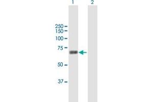 Western Blot analysis of MARS2 expression in transfected 293T cell line by MARS2 MaxPab polyclonal antibody. (MARS2 anticorps  (AA 1-593))