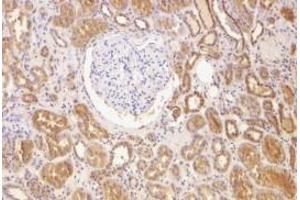 Immunohistochemical staining of human kidney using AP30128PU-N Bcl-2 antibody at 2 μg/ml. (Bcl-2 anticorps  (N-Term))