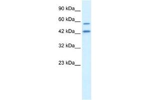 WB Suggested Anti-APG4B Antibody Titration:  0.
