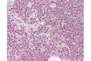 Anti-PPP1R8 antibody IHC of human thymus. (PPP1R8 anticorps  (AA 338-351))