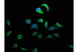 Immunofluorescence staining of A549 cells with ABIN7150574 at 1:133, counter-stained with DAPI.