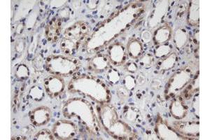 Image no. 6 for anti-Apurinic/Apyrimidinic Endonuclease 1 (APEX1) (AA 1-242) antibody (ABIN1490625)