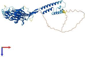 AlphaFold protein structure predicition of Human Recombinant ASIC1 Protein, UniprotID P78348