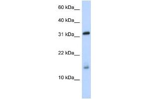 WB Suggested Anti-EIF1AX Antibody Titration:  0.