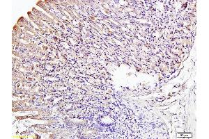Formalin-fixed and paraffin embedded mouse stomach labeled with Anti-IRF3 Polyclonal Antibody, Unconjugated (ABIN682588) at 1:200 followed by conjugation to the secondary antibody and DAB staining