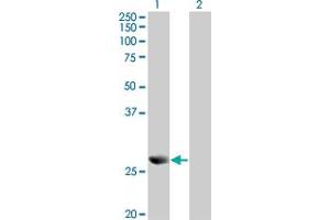 Western Blot analysis of PRDX4 expression in transfected 293T cell line by PRDX4 monoclonal antibody (M01), clone 2C12. (Peroxiredoxin 4 anticorps  (AA 51-150))