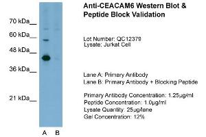 Host:  Rabbit  Target Name:  CEACAM6  Sample Type:  Jurkat  Lane A:  Primary Antibody  Lane B:  Primary Antibody + Blocking Peptide  Primary Antibody Concentration:  1. (CEACAM6 anticorps  (Middle Region))