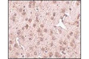 Immunohistochemistry of NIPSNAP3A in mouse brain tissue with this product at 2. (NIPSNAP3A anticorps  (Center))