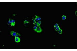 Immunofluorescent analysis of MCF-7 cells using ABIN7160277 at dilution of 1:100 and Alexa Fluor 488-congugated AffiniPure Goat Anti-Rabbit IgG(H+L)